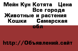 Мейн Кун Котята › Цена ­ 15 000 - Все города Животные и растения » Кошки   . Самарская обл.